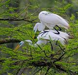 Breeding Egrets 46093
